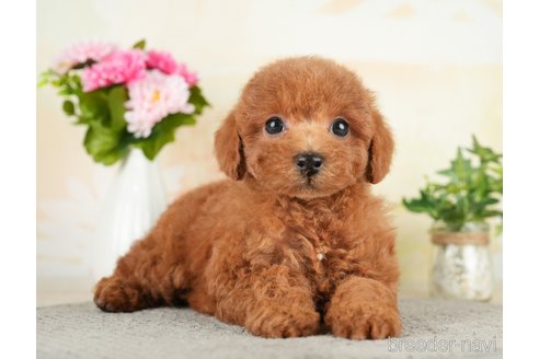 成約済の茨城県のトイプードル-283351の4枚目